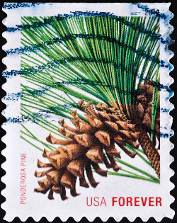 Why Is FOREVER Crossed Out on Stamp Images?